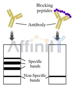 Affinity的抗体验证策略：封闭肽+MS双重验证 –