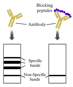 HO-1 Mouse Monoclonal Peptide
