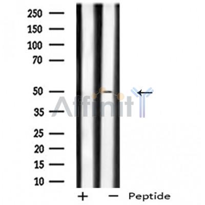 gpr180 antibody